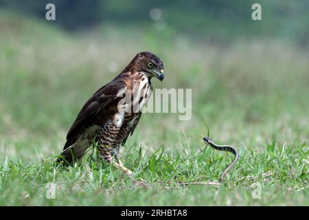 Oiseau Goshawk à crête chassant un serpent dans l'herbe, Indonésie Banque D'Images