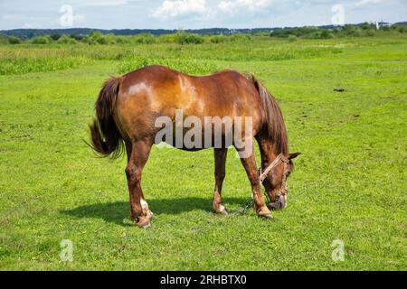 Solitaire cheval brun pavant dans le prairie closeup Banque D'Images