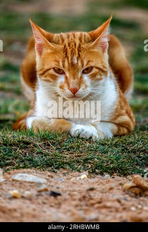 Gros plan d'un chat tabby gingembre allongé sur l'herbe Banque D'Images