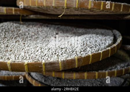 Bangkok, Thaïlande. 15 août 2023. Des paniers de soja bouillis puis mélangés avec de la farine de blé pour fermenter puis seront marinés avec du sel de mer, ce qui fait ressortir un goût sucré, au siècle Hao Yong Seng usine de sauce soja maison, à Khlong Bang Luang, communauté historique le long du canal. 'Hao Yong Seng'' est la seule usine de sauce de soja maison restante à Bangkok, depuis 3 générations, depuis plus de 100 ans, la famille n'a jamais changé la formule et maintient toujours le processus de fabrication traditionnel qui prend jusqu'à 6 mois pour obtenir une bouteille, dans Khlong Bang Luang communauté qui utilisent Banque D'Images