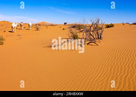 Quatre chameaux marchant dans le paysage désertique, Arabie Saoudite Banque D'Images