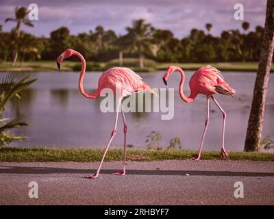Vue latérale de beaux flamants roses avec des plumes roses et de longs cols et jambes marchant le long de la route asphaltée près de la rive herbeuse de l'étang dans le parc tropical avec Banque D'Images