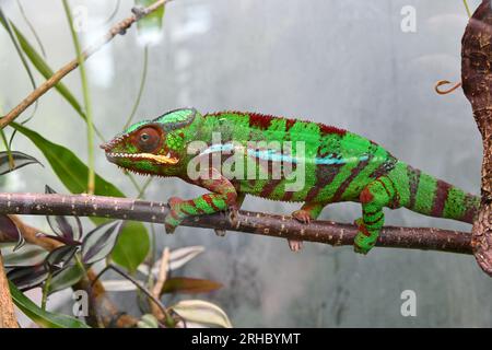 Caméléon assis sur une branche Banque D'Images