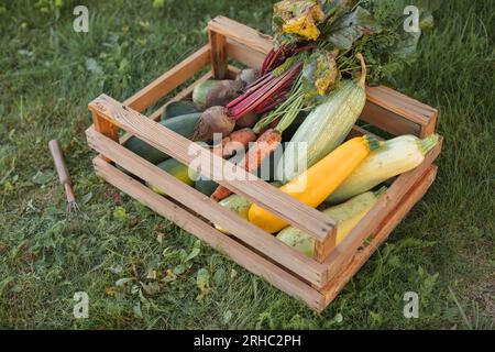 Vue aérienne d'une caisse de carottes fraîchement cueillies, betteraves et courgettes dans un panier sur l'herbe Banque D'Images