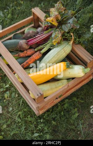 Gros plan d'une caisse de carottes fraîchement cueillies, betteraves et courgettes dans un panier sur l'herbe Banque D'Images