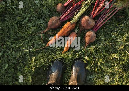 Vue aérienne d'une personne debout sur l'herbe devant des carottes et des betteraves fraîchement cueillies Banque D'Images
