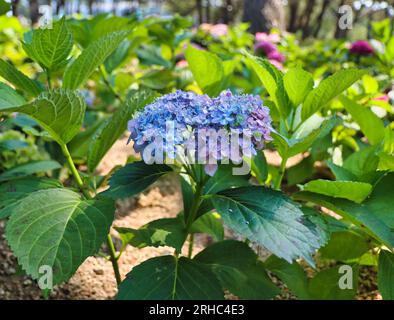 Fleur de suguk hydrangea floraison à haeundae plage, île de Dongbaek, Busan, Corée du Sud, Asie. Banque D'Images