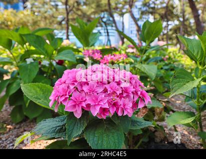 Fleur de suguk hydrangea floraison à haeundae plage, île de Dongbaek, Busan, Corée du Sud, Asie. Banque D'Images