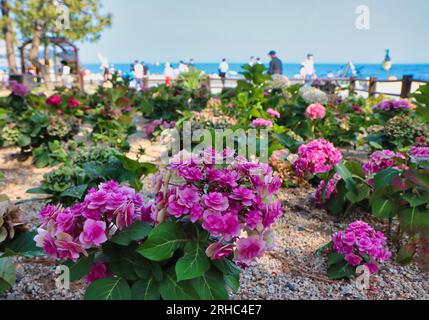 Fleur de suguk hydrangea floraison à haeundae plage, île de Dongbaek, Busan, Corée du Sud, Asie. Banque D'Images