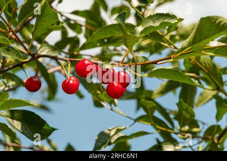 Des fruits de cerises mûres pendent des branches parmi les feuilles vertes contre un ciel bleu Banque D'Images