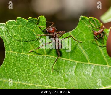 Les fourmis coupe-feuilles coupent des morceaux de feuilles qu'elles ramèneront à leur colonie Banque D'Images