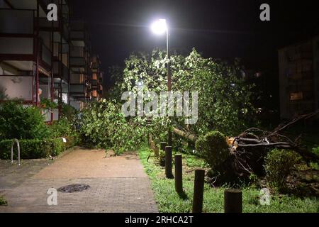 Brandenburg an Der Havel, Allemagne. 15 août 2023. Un arbre tombé se trouve sur un trottoir. Une tempête a causé beaucoup de dégâts. Des orages exceptionnellement forts ont maintenu les pompiers de Brandebourg sur leurs gardes, en particulier dans le sud et l'est de l'État Credit : Michael Bahlo/dpa/Alamy Live News Banque D'Images