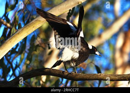 Art4Life, impression de beaux-arts et stock. Oiseaux Magpie dehors dans la nature, observation des oiseaux, animaux perchés dans les arbres. Banque D'Images