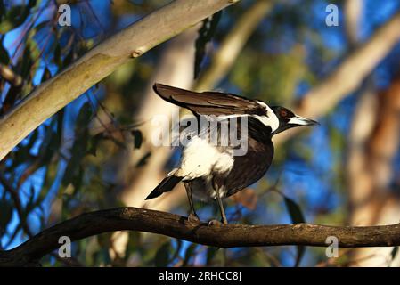 Art4Life, impression de beaux-arts et stock. Oiseaux Magpie dehors dans la nature, observation des oiseaux, animaux perchés dans les arbres. Banque D'Images