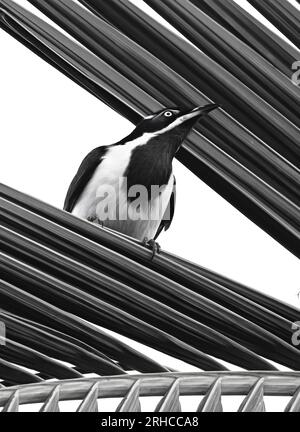 Art4Life, impression de beaux-arts et stock. Vert masqué oiseaux indigènes sauvages à l'extérieur dans la nature, observation des oiseaux, animaux perchés dans les arbres. Banque D'Images