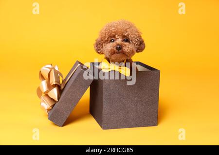 Mignon chien Maltipoo avec noeud papillon jaune dans une boîte cadeau sur fond orange Banque D'Images