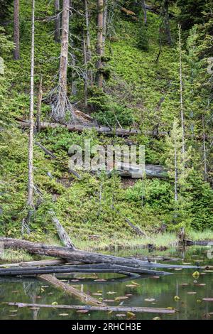 Parc national de Yellowstone- 2020 Banque D'Images