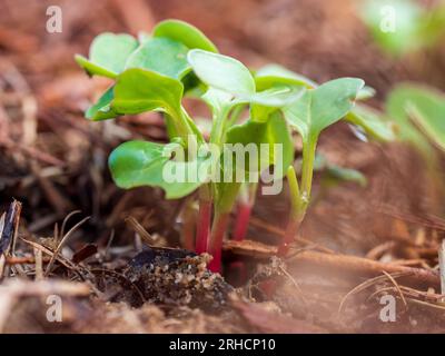 Plants de radis, radis cultivés sur place, jeunes plantes, poussant dans un lit de jardin potager variété « Red Cherry belle » Banque D'Images