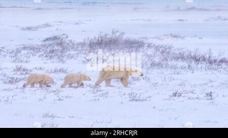 Deux adorables ours polaires suivent leur mère à travers la toundra, marchant à travers la neige soufflant et des conditions de vent fort, près de Churchill, au Canada. Banque D'Images