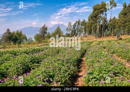 Champs de pommes de terre sur des terres défrichées qui étaient d'anciens habitats de gorilles de montagne, près du Parc national des Volcans, Rwanda. Banque D'Images