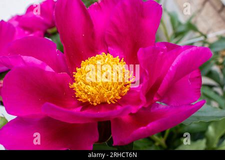 Fleur de pivoine rose avec centre jaune - plan rapproché - fond vert et brique flou Banque D'Images