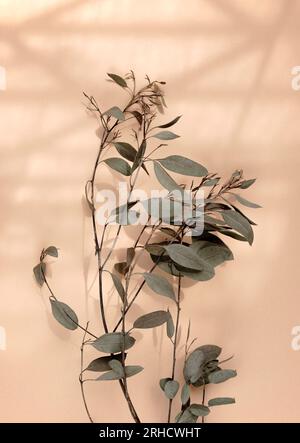 Tige de feuille sèche beige eucalyptus plante plate posée sur papier brun avec la lumière du soleil et l'ombre. Banque D'Images