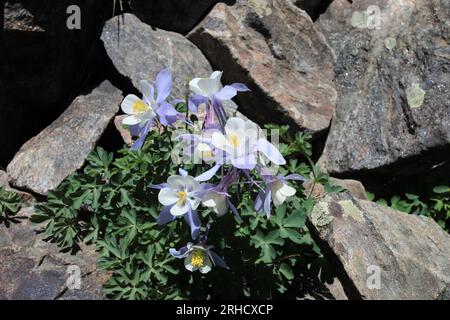 Fleurs bleues Banque D'Images