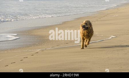 Un chien courant sur la plage de Half Moon Bay Banque D'Images