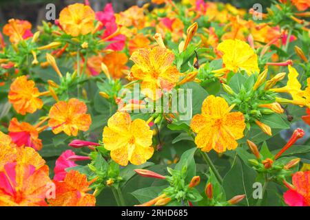 Mirabilis jalapa, merveille du Pérou, fleur de quatre heures, poussant dans un jardin, Szigethalom, Hongrie Banque D'Images