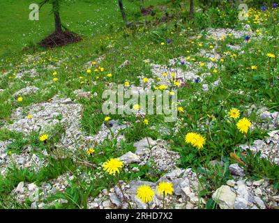 Fleurs jaunes en forme de fauve (Leontodon hispidus) couvrant une pente rocheuse dans le parc national du Triglav et les alpes juliennes, Slovénie Banque D'Images