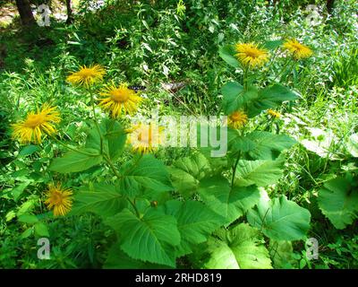 Fleurs de Marguerite jaune (Telekia speciosa) Banque D'Images