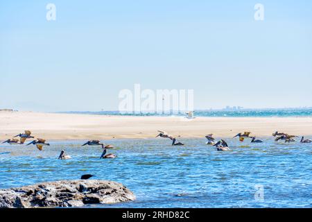 Les pélicans bruns flottent paisiblement sur les eaux peu profondes le long de la côte de Malibu en Californie. Banque D'Images