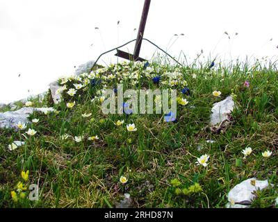 Jardin sauvage alpin avec des avens de montagne blancs (Dryas octopetala) et des fleurs bleues de gentiane de Clusius (Gentiana clusii) et une croix au-dessus Banque D'Images