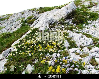 Jardin sauvage alpin avec des avens de montagne blancs (Dryas octopetala) et des fleurs de vétche jaune du rein commun (Anthyllis vulneraria) Banque D'Images