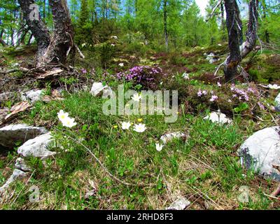 Jardin sauvage alpin coloré avec des fleurs blanches de pasqueflower alpin (Pulsatilla alpina) et d'autres fleurs roses et mélèzes derrière dans Julian alps an Banque D'Images