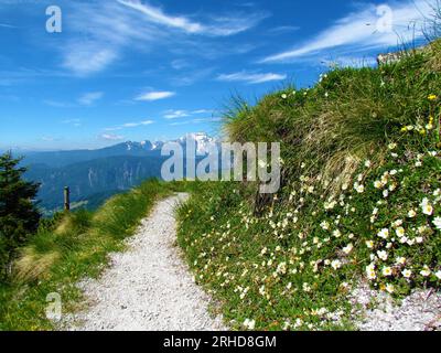 Sentier de montagne et avens de montagne blanc (Dryas octopetala) fleurs et le sommet de la montagne Triglav en arrière-plan Banque D'Images