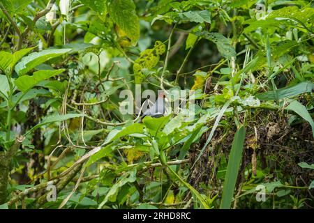 Garrulax mitratus (Garrulax mitratus) mangeant sur la branche avec vue arrière en fond vert. Oiseau sauvage de Malaisie Banque D'Images