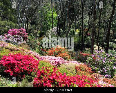 Campbell Rhododendron Gardens avec végétation indigène à Blackheath, Blue Mountains, Nouvelle-Galles du Sud Banque D'Images