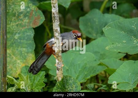 Garrulax mitratus (Garrulax mitratus) oiseau perché sur une branche d'arbre à la recherche de fruits. Faune malaisienne Banque D'Images