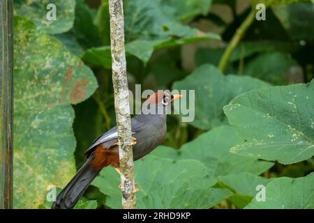 Garrulax mitratus (Garrulax mitratus) oiseau perché sur une branche d'arbre à la recherche de fruits. Faune malaisienne Banque D'Images