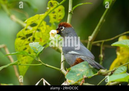 L'oiseau Laughingthrush (Garrulax mitratus) coiffé de châtaigniers tient le fruit dans son bec sur la branche dans un fond de feuillage luxuriant. Faune malaisienne Banque D'Images