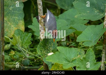 Garrulax mitratus (Garrulax mitratus) oiseau perché sur une branche d'arbre à la recherche de fruits. Faune malaisienne Banque D'Images