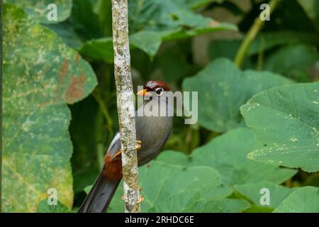 Garrulax mitratus (Garrulax mitratus) oiseau perché sur une branche d'arbre à la recherche de fruits. Faune malaisienne Banque D'Images