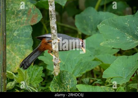 Garrulax mitratus (Garrulax mitratus) oiseau perché sur une branche d'arbre à la recherche de fruits. Faune malaisienne Banque D'Images