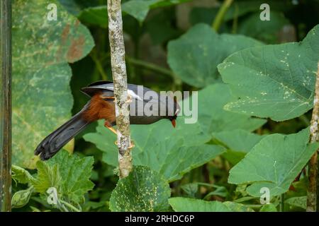 Garrulax mitratus (Garrulax mitratus) oiseau perché sur une branche d'arbre à la recherche de fruits. Faune malaisienne Banque D'Images