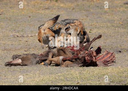 Black-Backed Jackal, Moremi nature Reserve, Botswana, août 2019 Banque D'Images