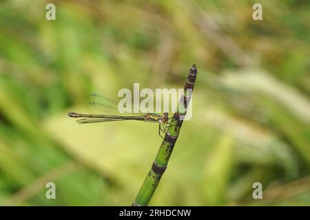 Saule Émeraude Damselfly, saule de l'Ouest (Lestes viridis ou Chalcolestes viridis). Famille des tartinades (Lestidae). Accrochez-vous à une tige Banque D'Images