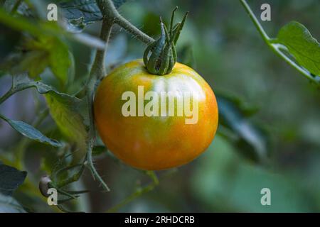 Gros plan d'une tomate partiellement mûre (Solanum lycopersicum) qui pousse encore sur la plante. Banque D'Images