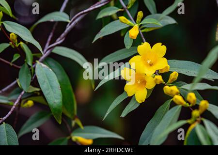 Fond naturel du jasmin jaune (Gelsemium sempervirens) fleurissant en Alabama en février. Banque D'Images