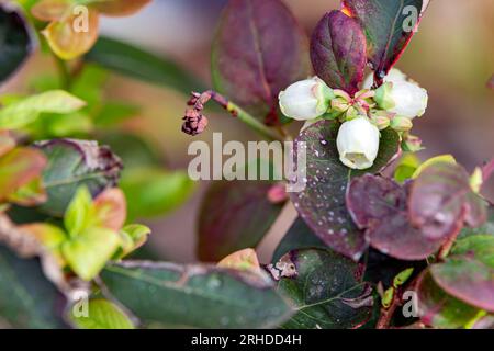 Gros plan des fleurs de bleuets de Highbush (Vaccinium corymbosum) en février. Banque D'Images